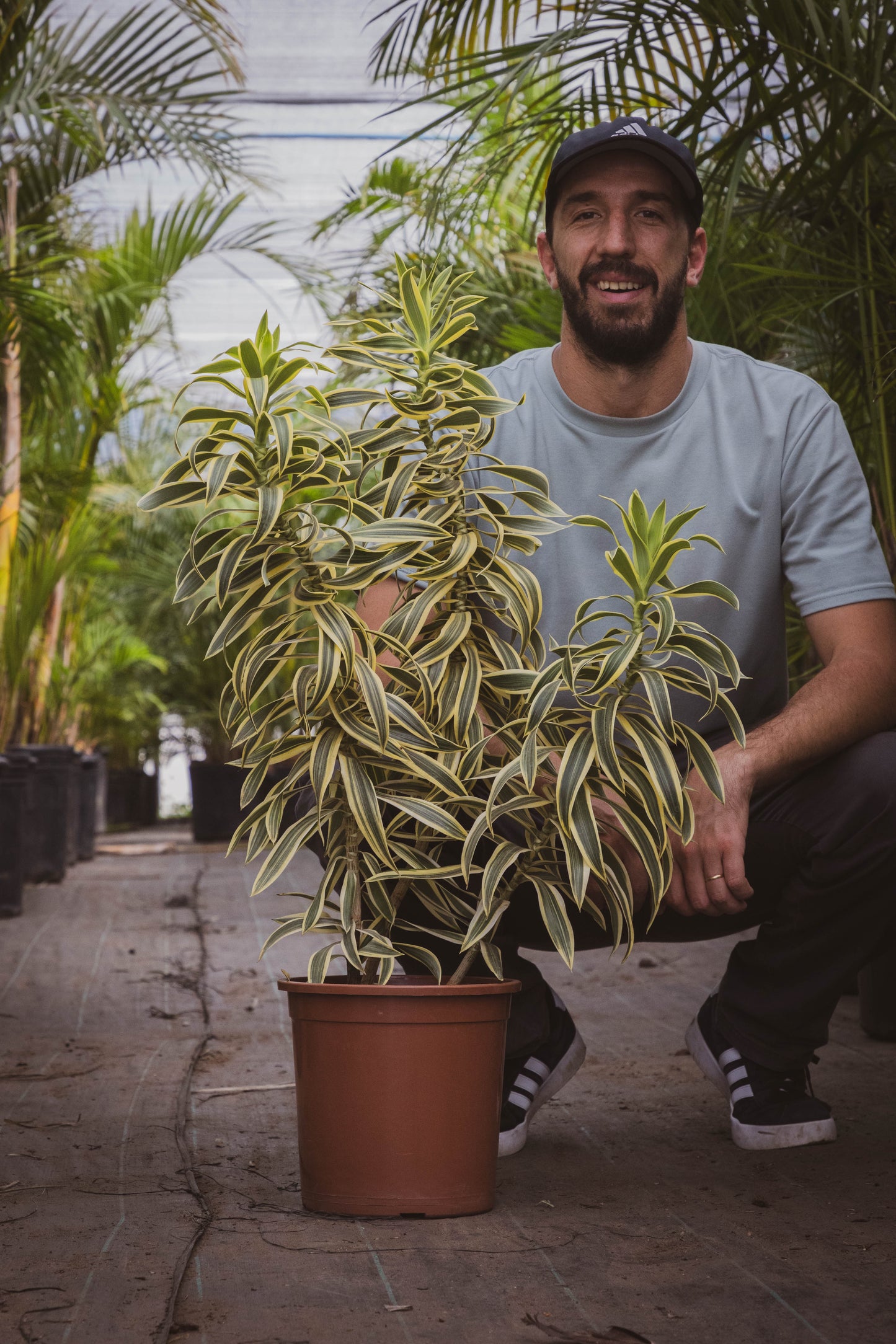 Dracena Pleomele – Verde estilizado para ambientes modernos