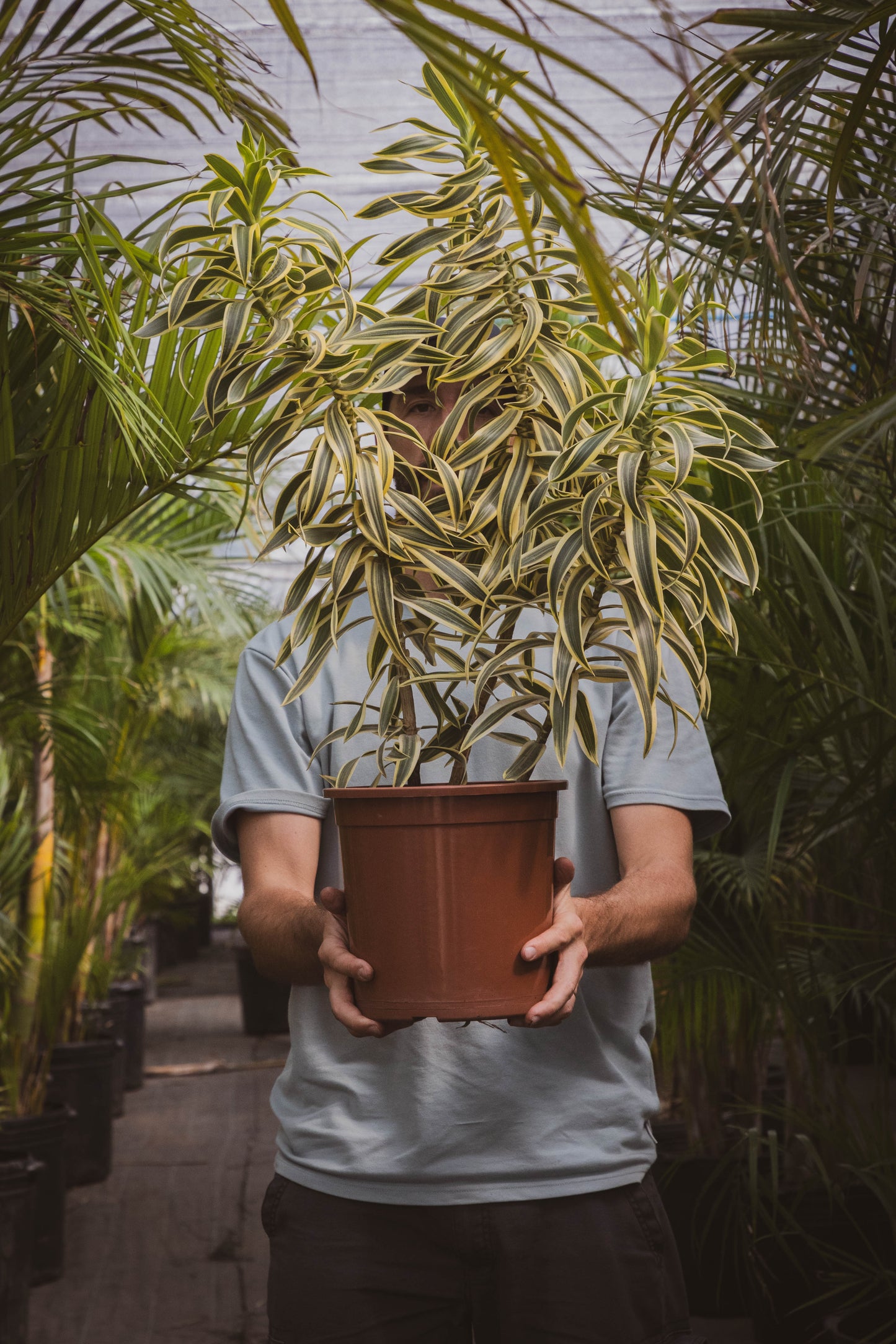 Dracena Pleomele – Verde estilizado para ambientes modernos