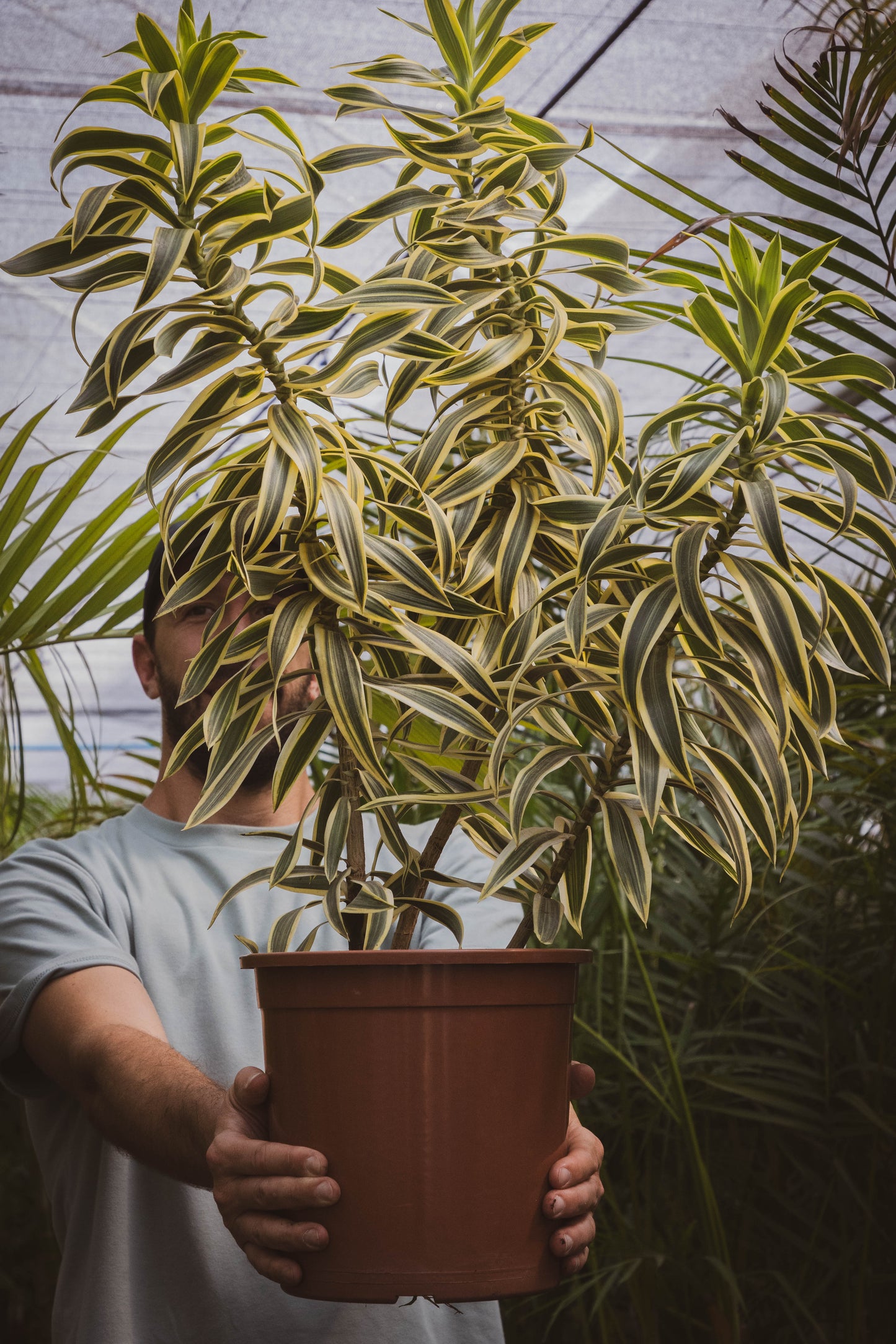 Dracena Pleomele – Verde estilizado para ambientes modernos