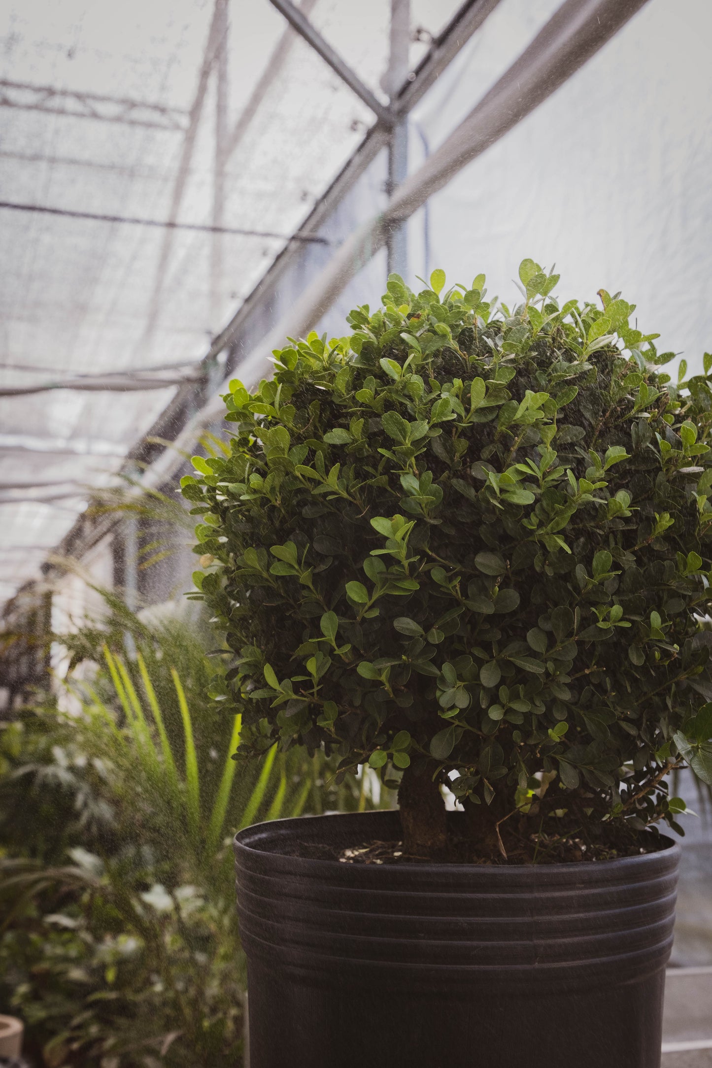 Boj Elegancia Verde Planta