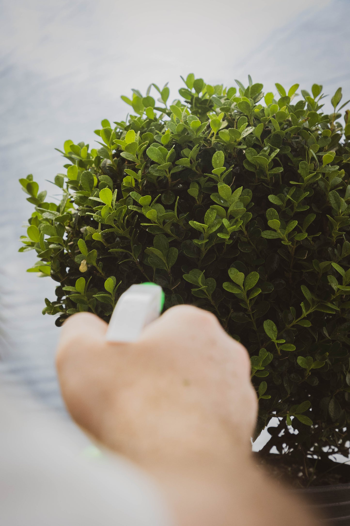 Boj Elegancia Verde Planta