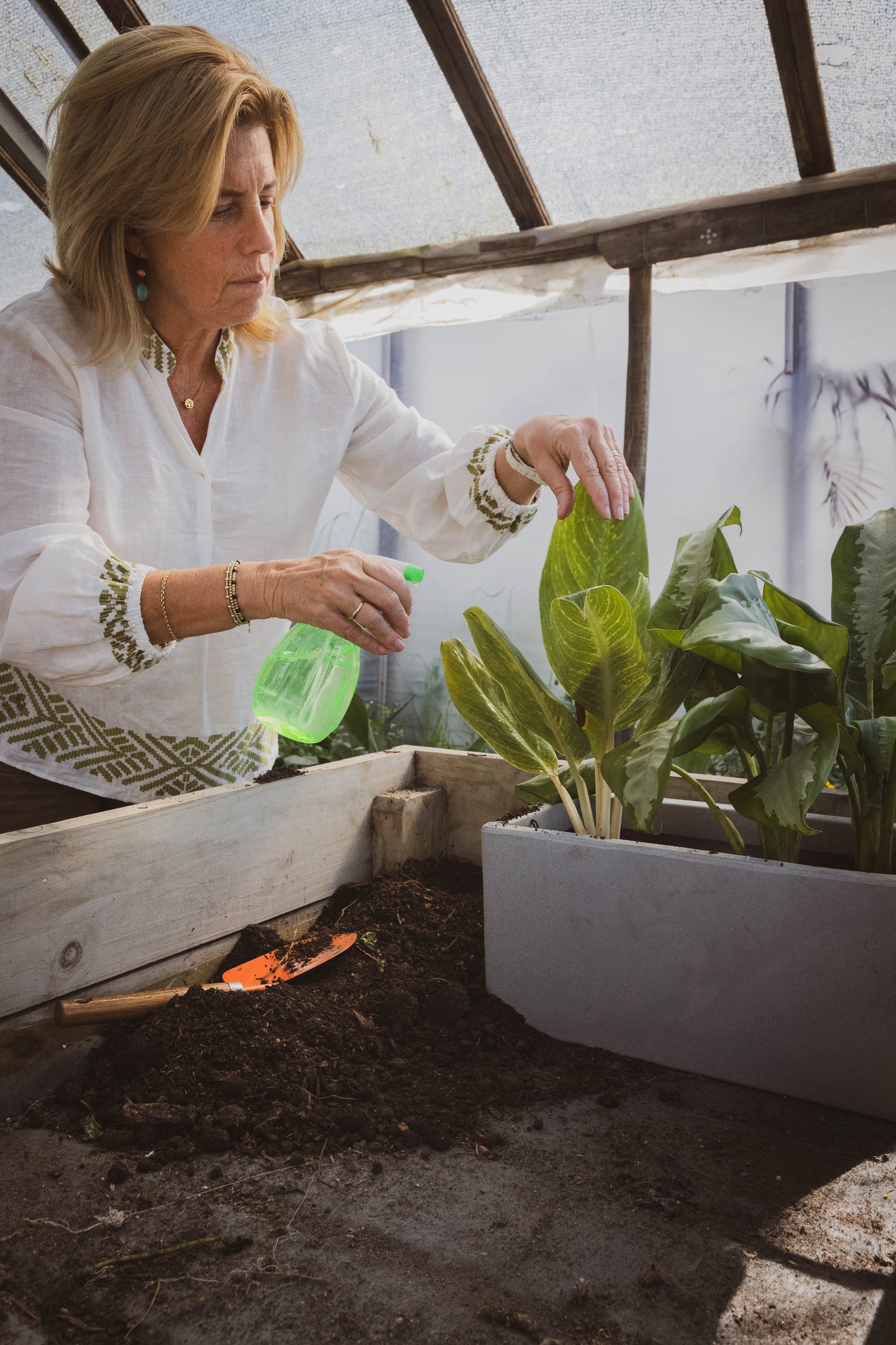 Dieffenbachia Camila – hojas impactantes