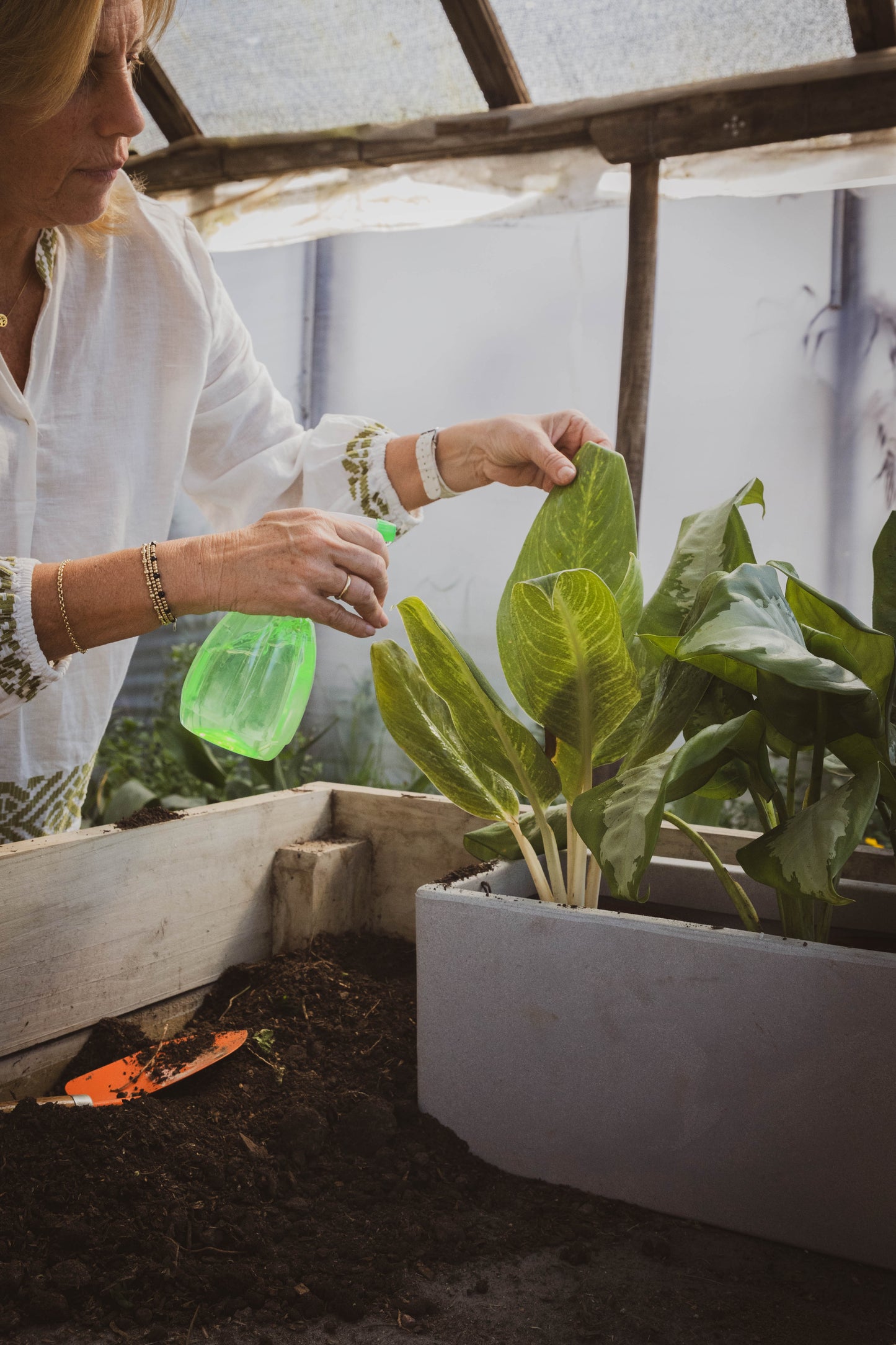 Dieffenbachia Camila – hojas impactantes