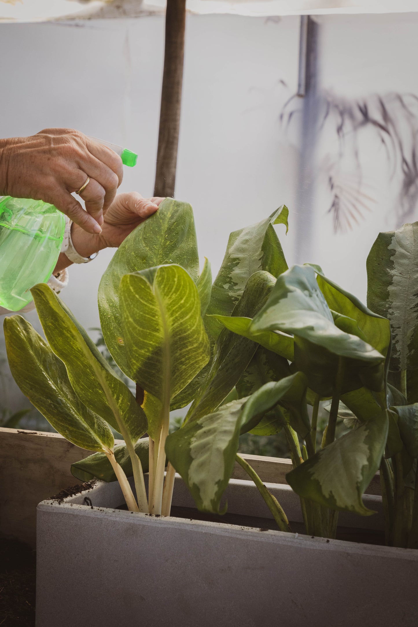 Dieffenbachia Camila – hojas impactantes