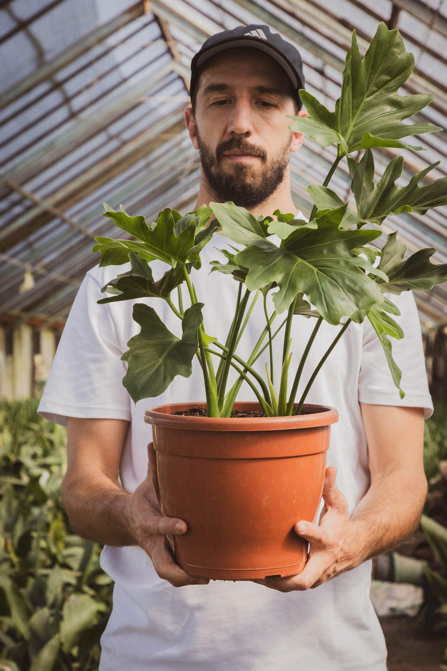 Philodendron Bipinnatifidum p24 Planta Tropical Decorativa