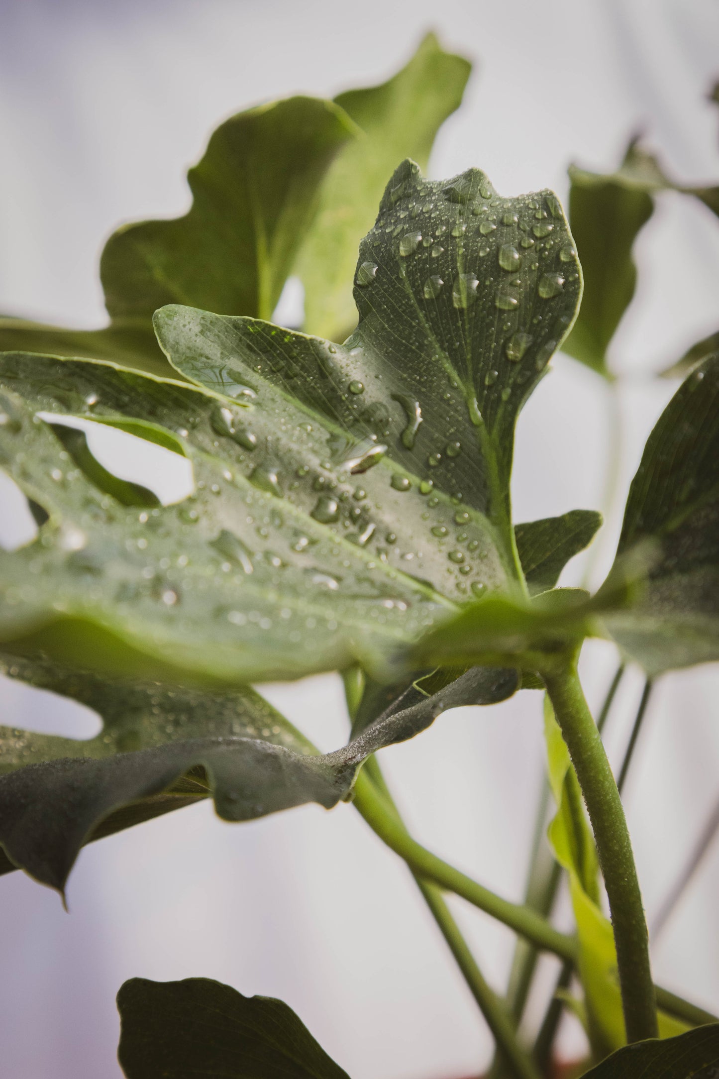 Philodendron Bipinnatifidum p24 Planta Tropical Decorativa