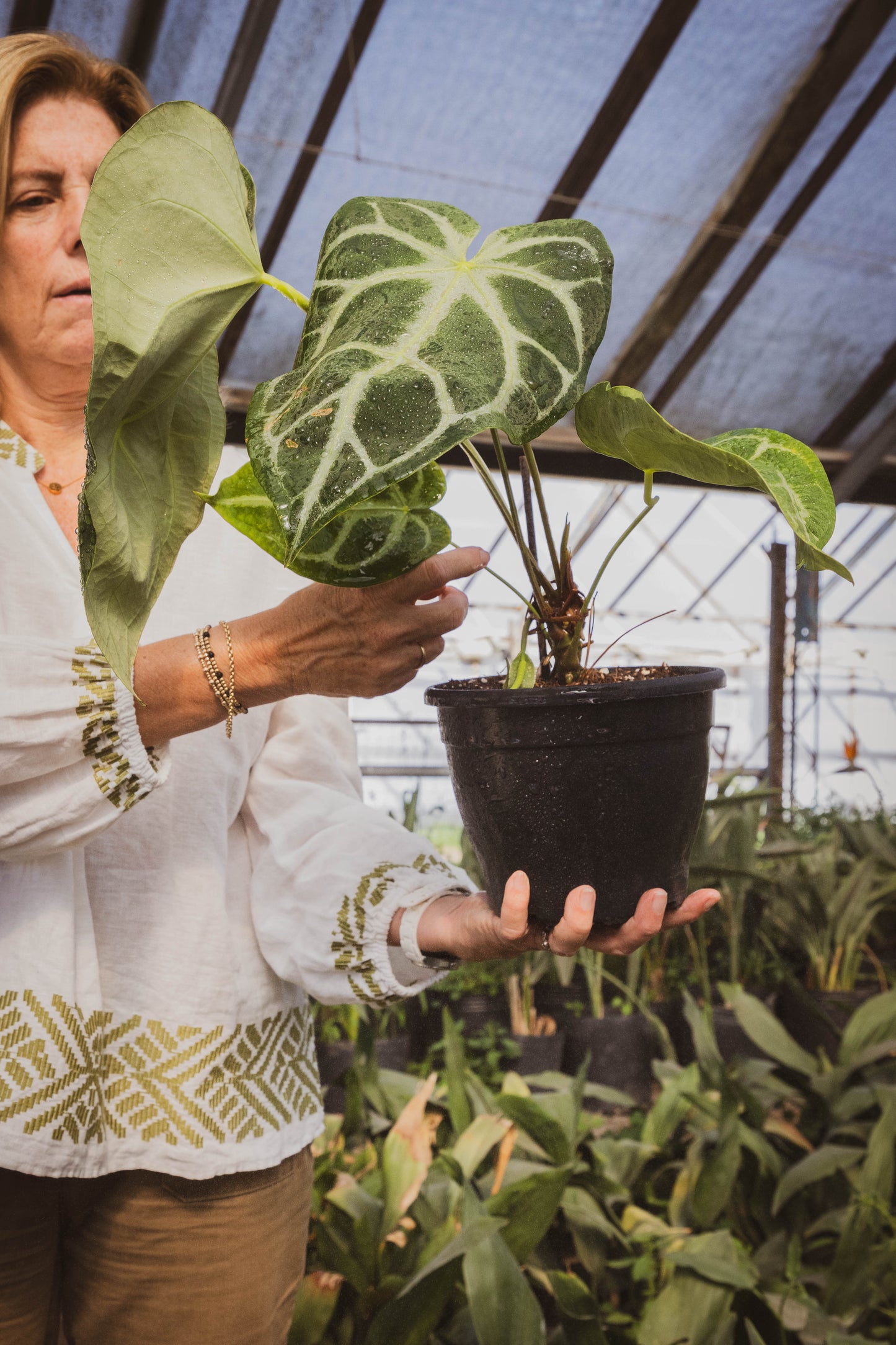 Anthurium Crystallinum – Lujo tropical en forma de hoja