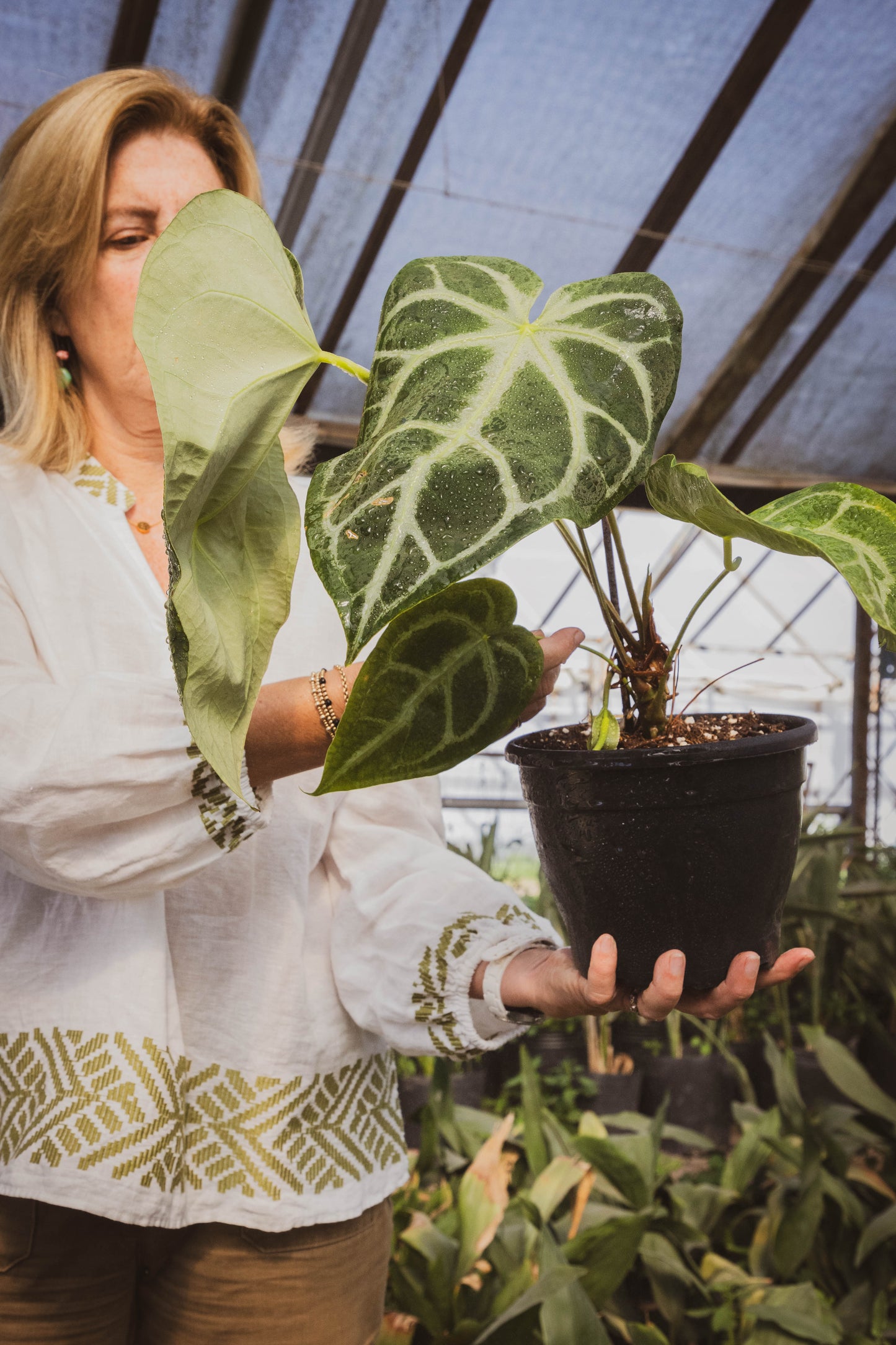 Anthurium Crystallinum – Lujo tropical en forma de hoja