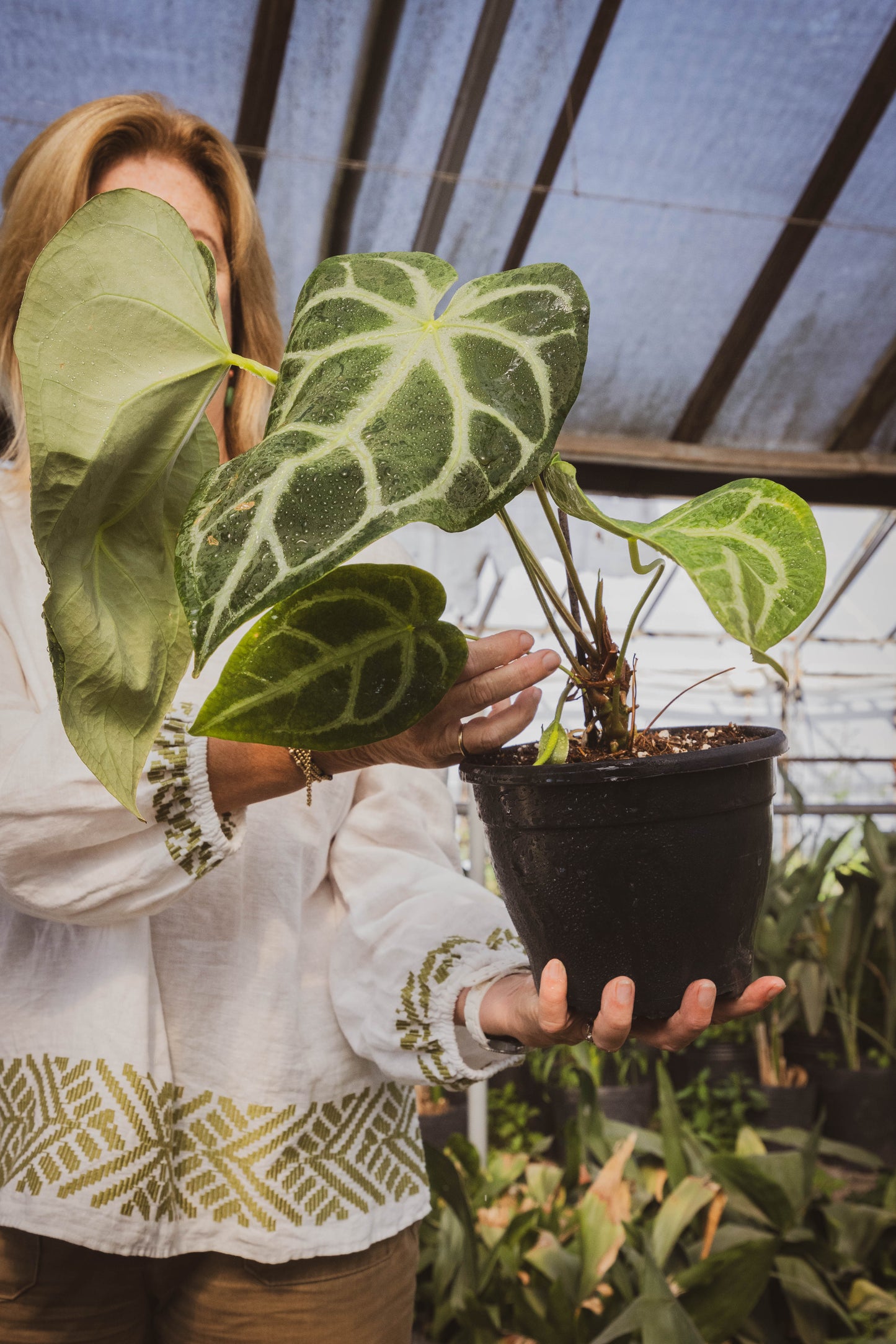 Anthurium Crystallinum – Lujo tropical en forma de hoja