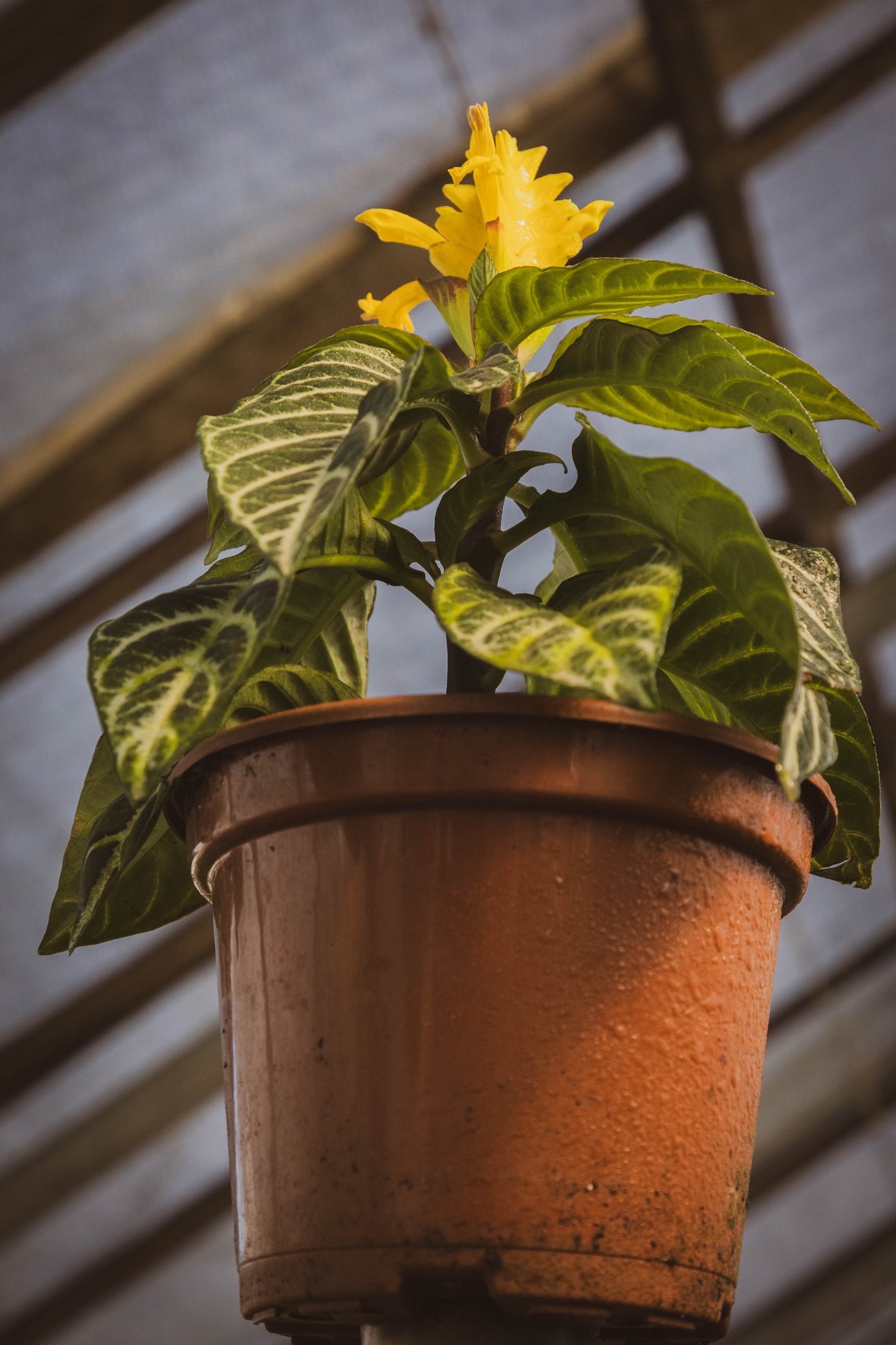 Aphelandra tropical – Explosión de color y exotismo