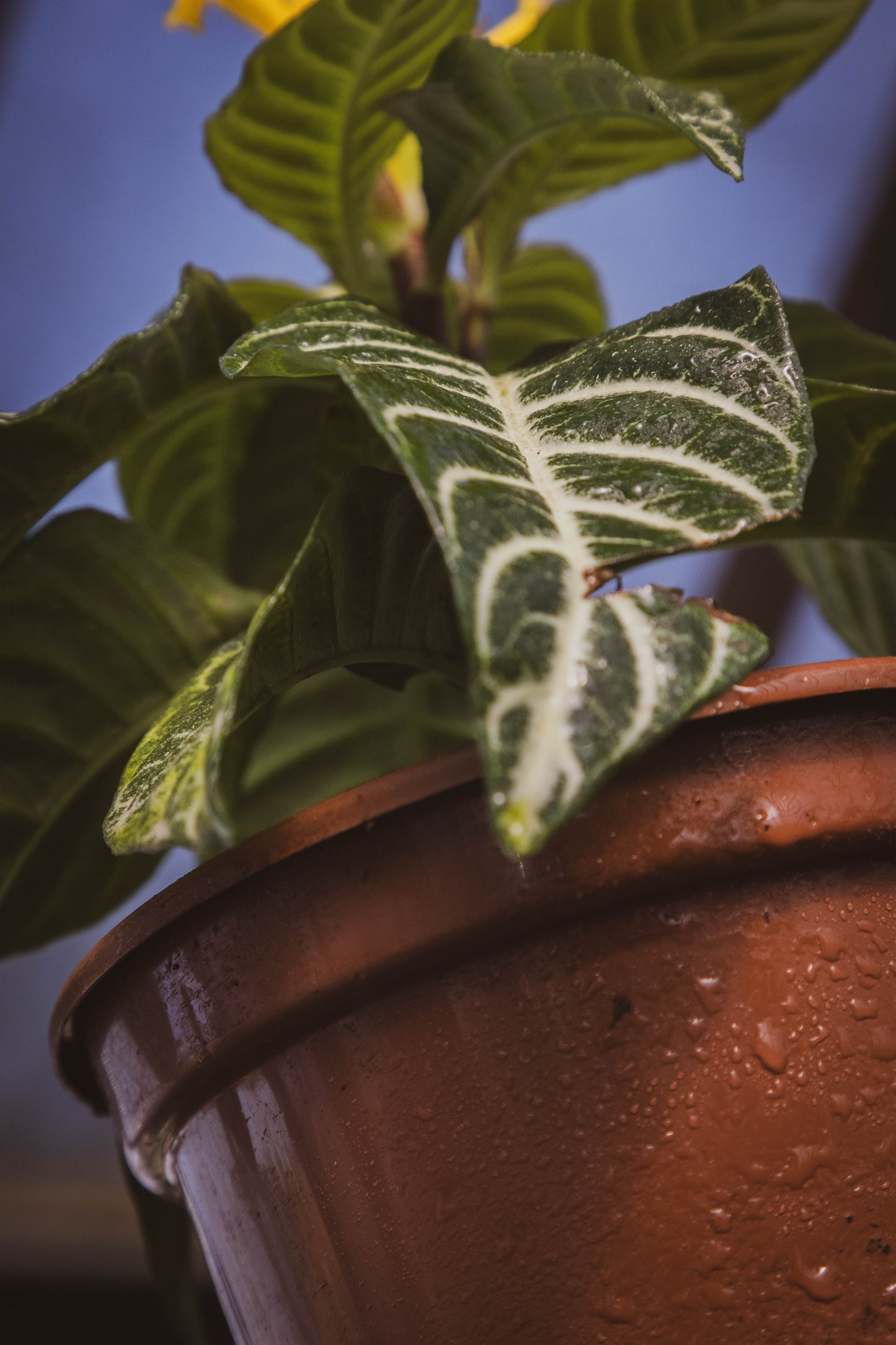 Aphelandra tropical – Explosión de color y exotismo