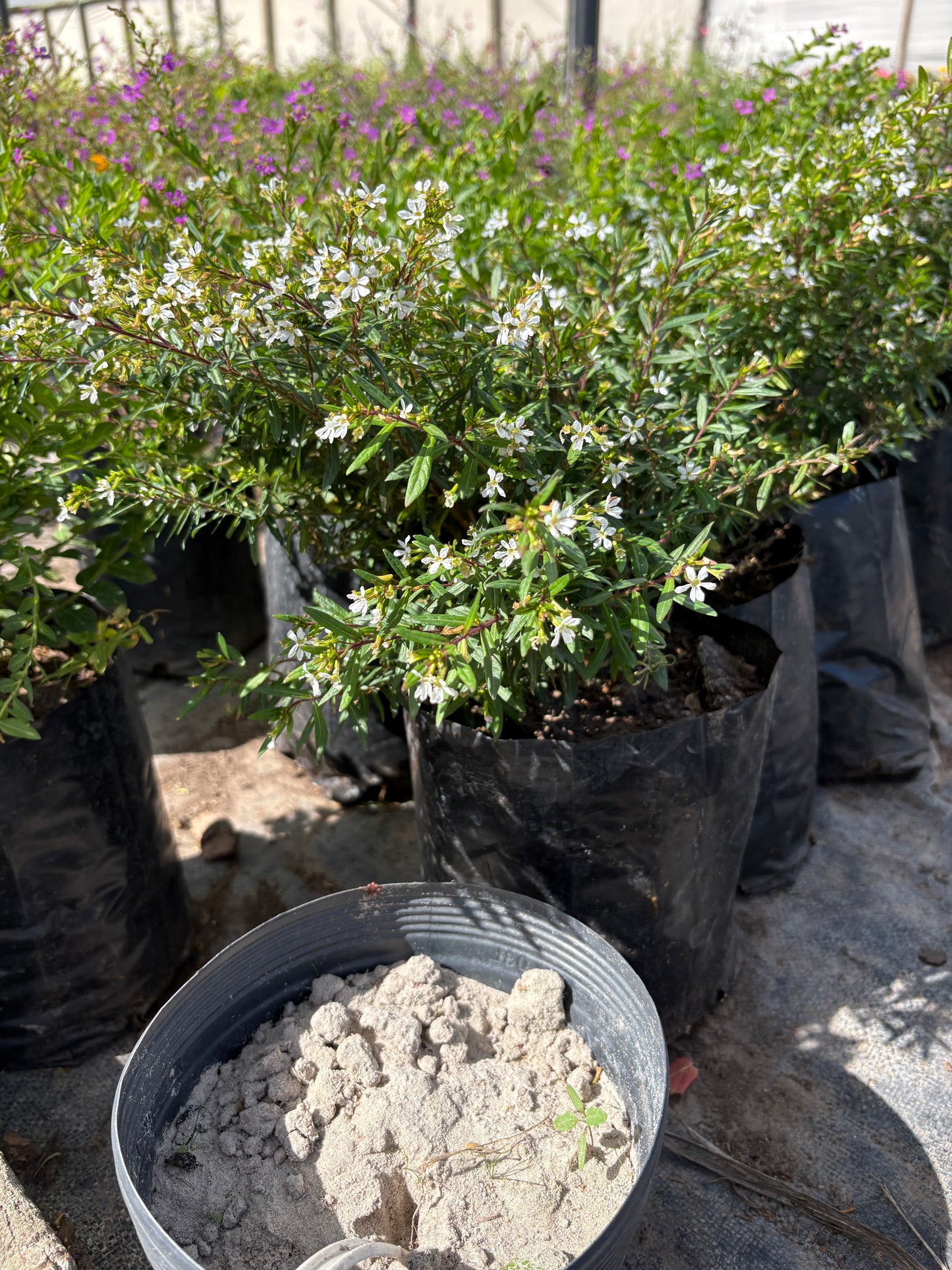 Cuphea – Planta de Exterior con Flor