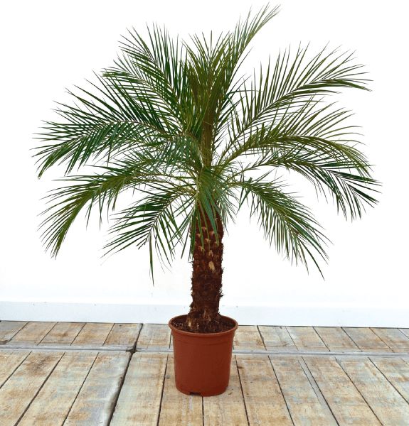 Palmera Phoenix Roebellini - Elegancia tropical en formato compacto