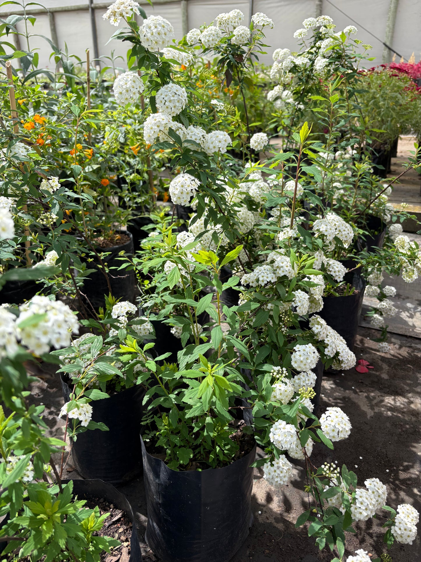 Corona de Novia (Spiraea cantoniensis)