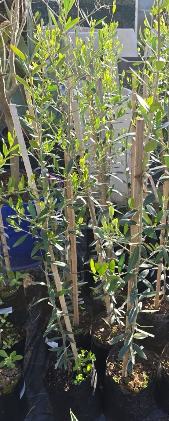 Olivo – El árbol milenario que decora con elegancia
