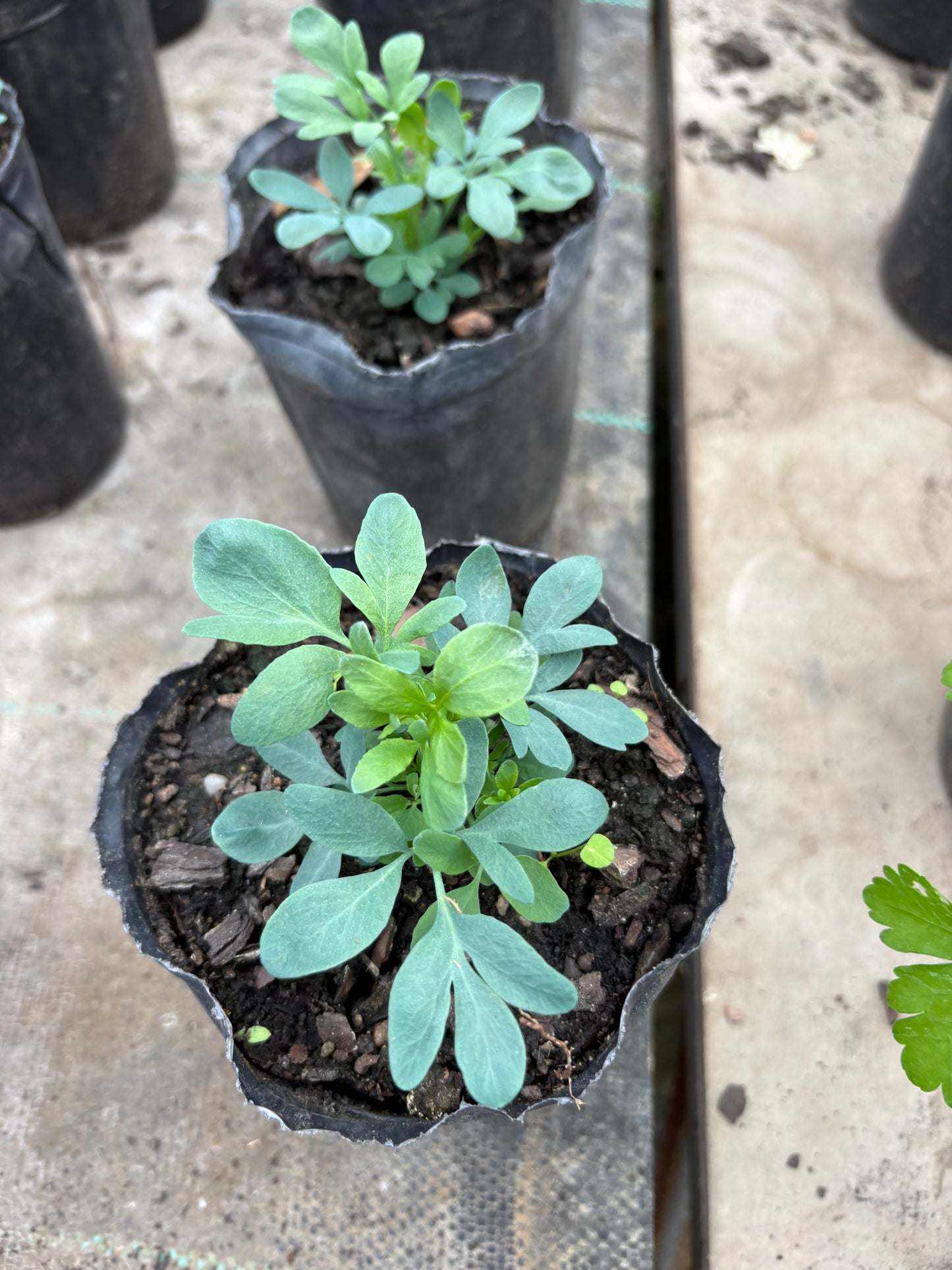 Ruda – La protectora de la huerta