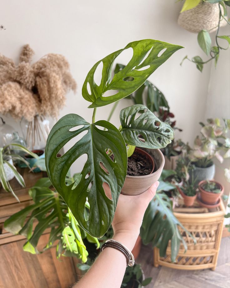 Monstera Adansoni