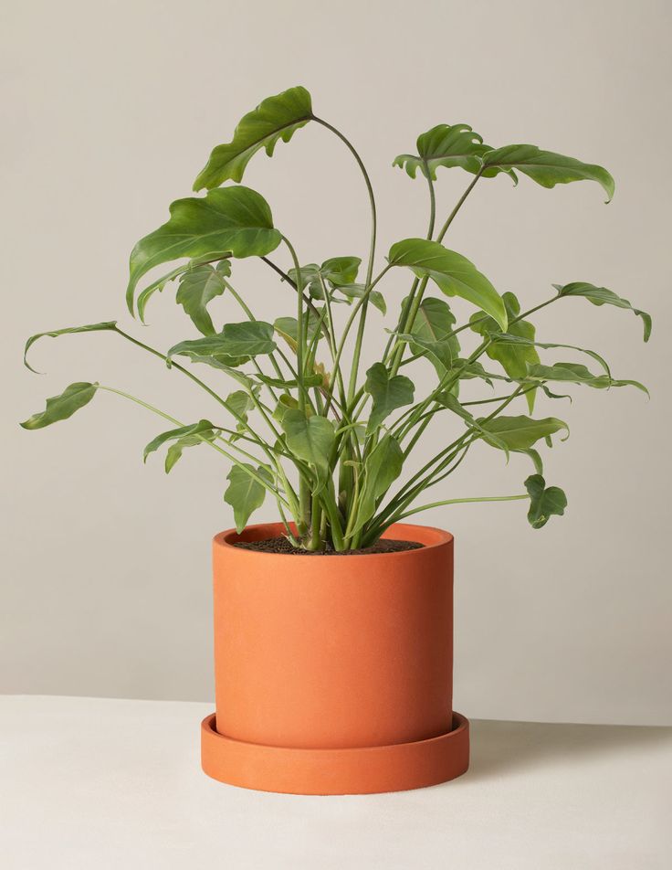 Philodendron Xanadu- Planta Exótica