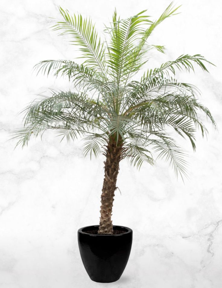 Palmera Phoenix Roebellini - Elegancia tropical en formato compacto