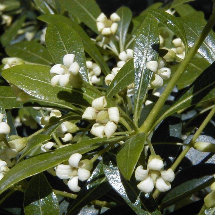 Pitosporum - Resistente para cualquier ambiente