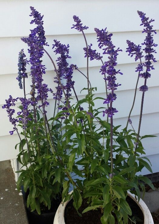 Salvia – Color, perfume y vida para tu jardín
