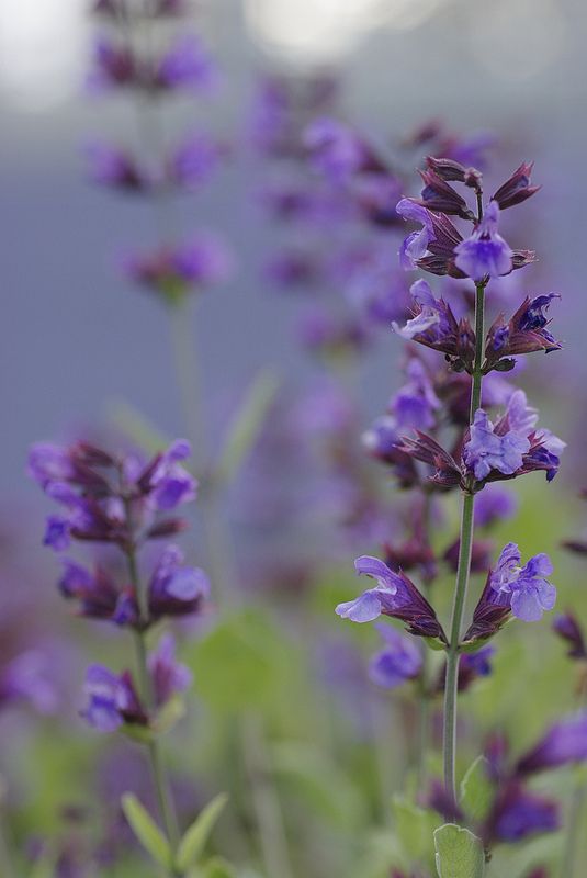 Salvia – Color, perfume y vida para tu jardín