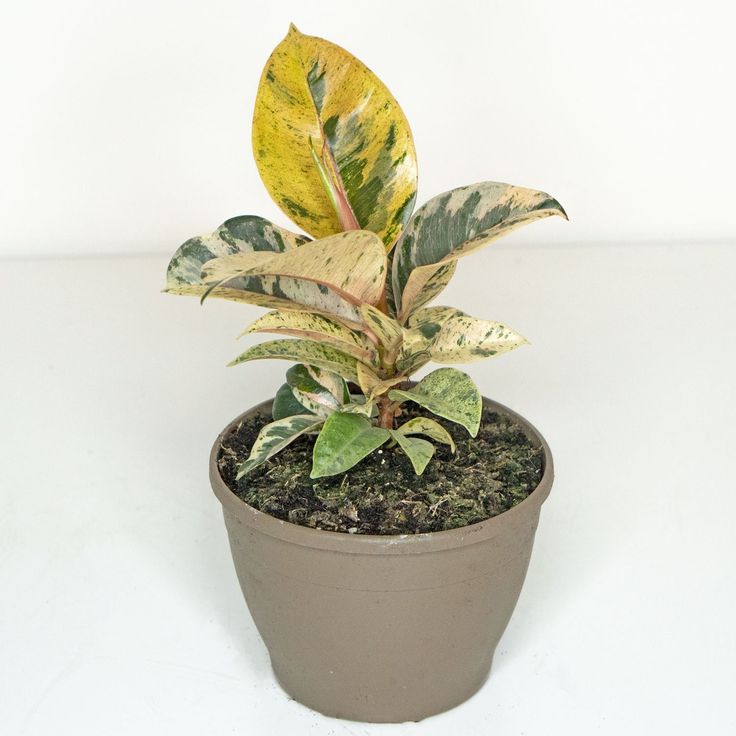 Ficus elastica Shivereana- hojas de terciopelo