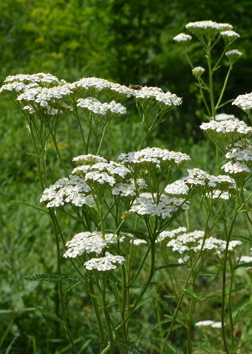 Achillea – Color y textura para jardines vivos