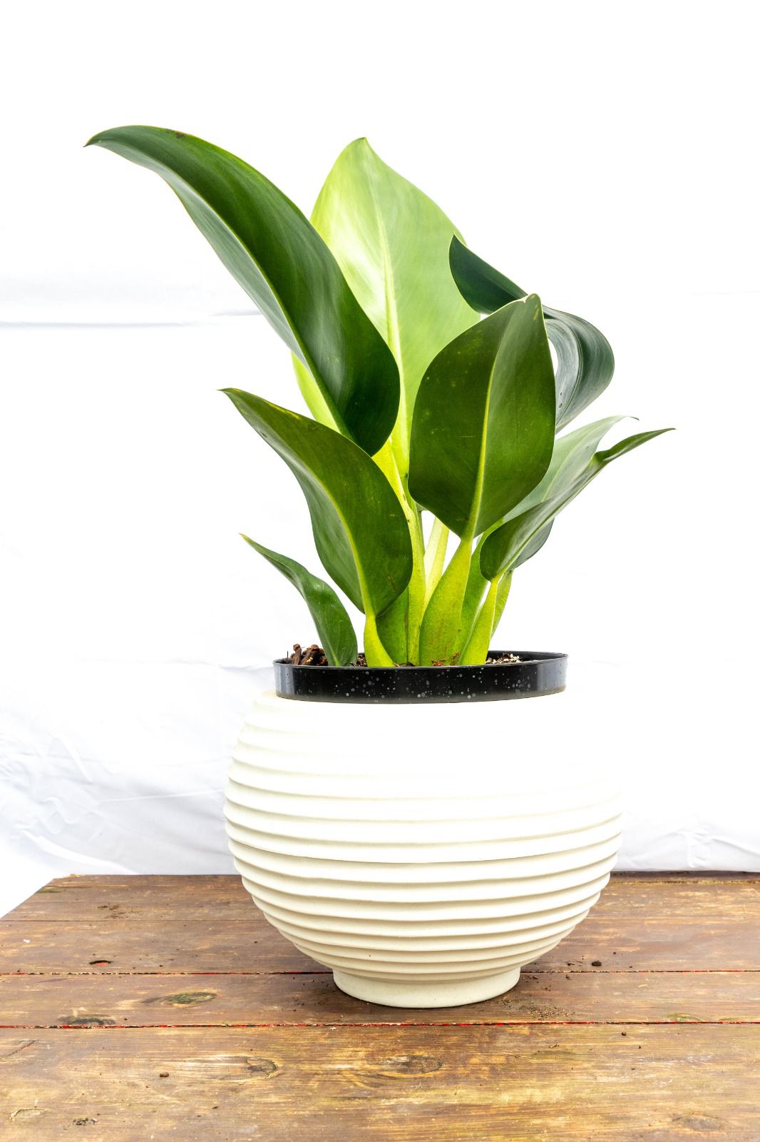 Maceta Bromelia - Rotomoldeado