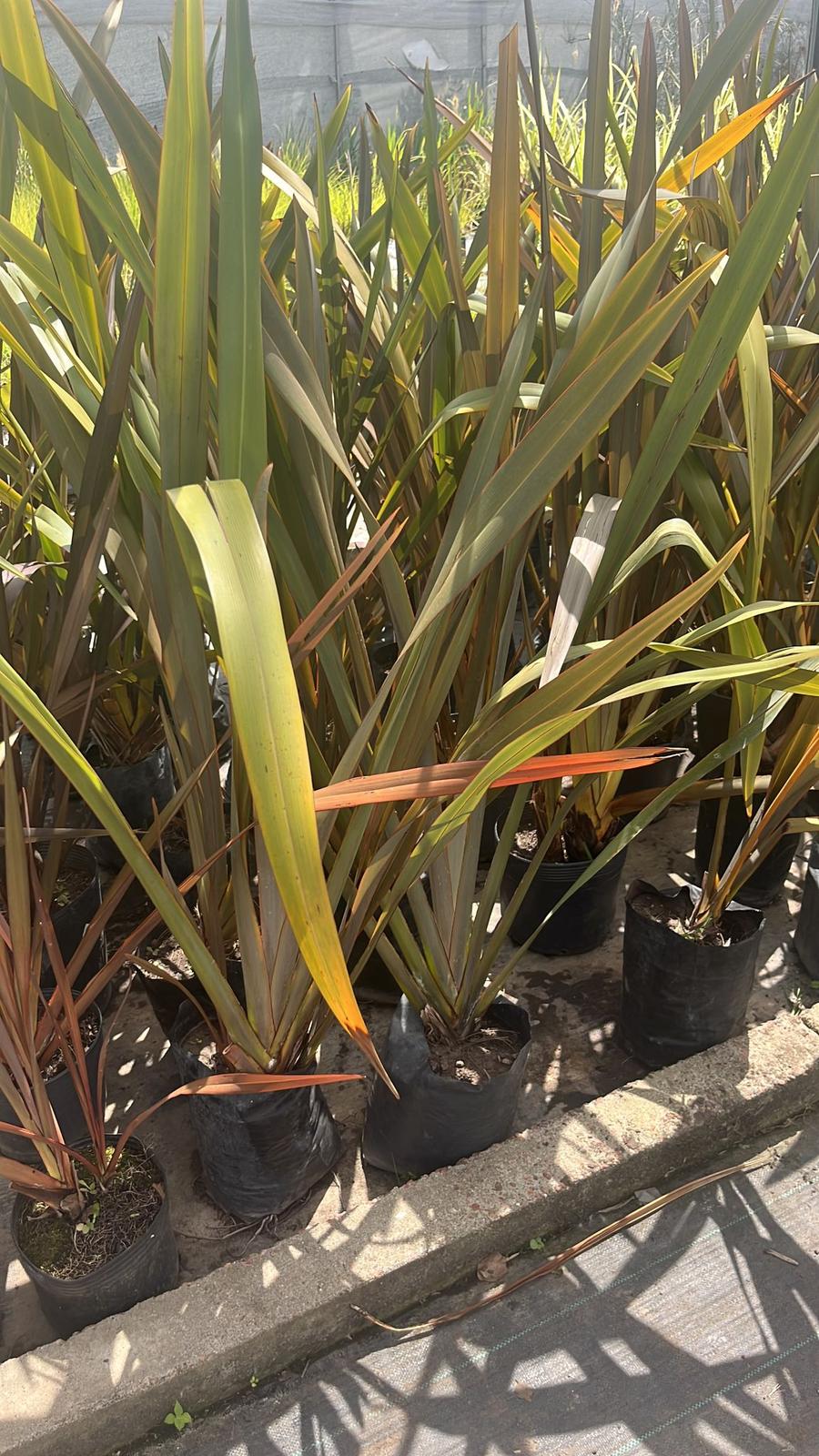 Formio variegado - mediano