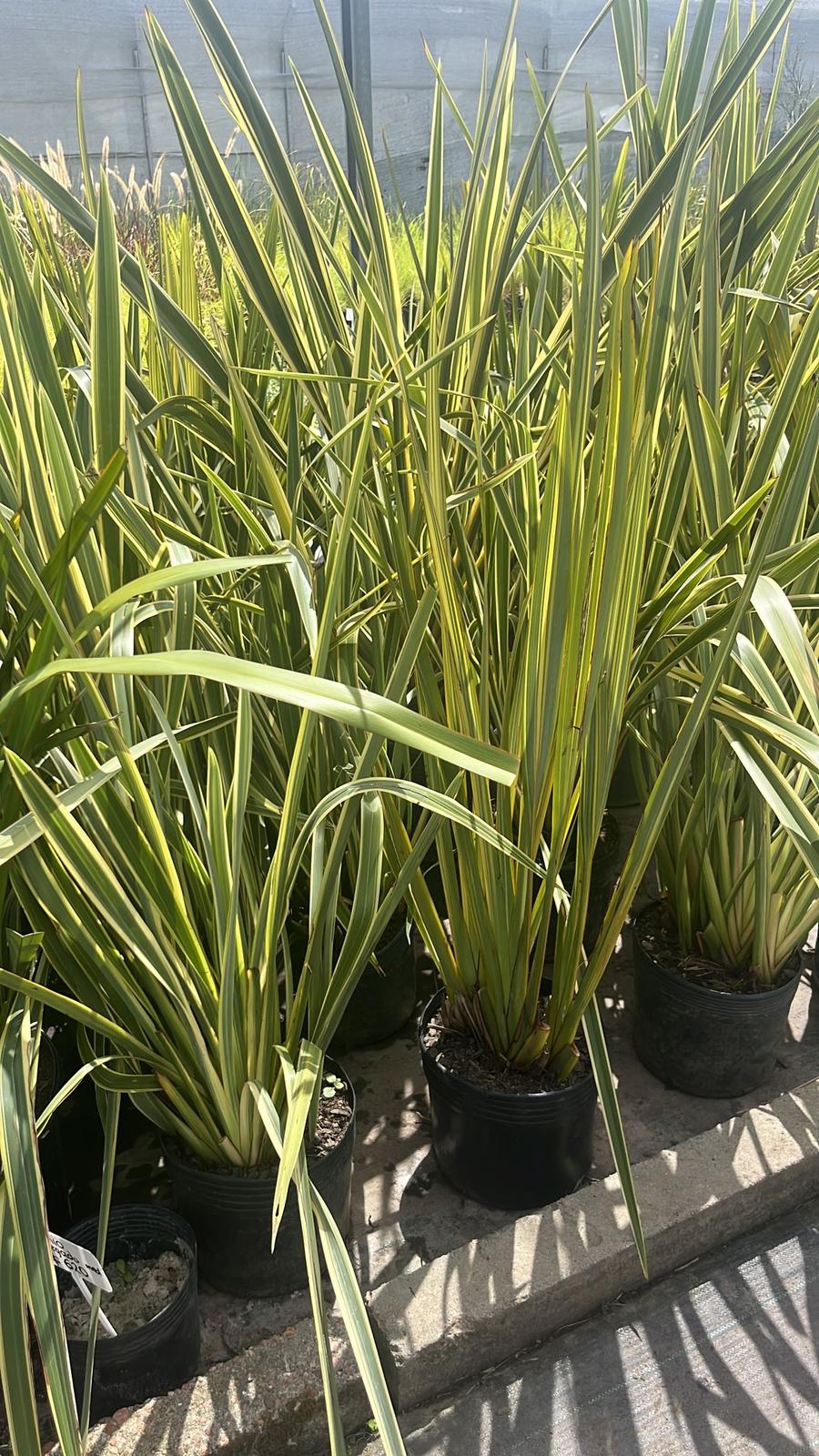 Formio variegado - mediano