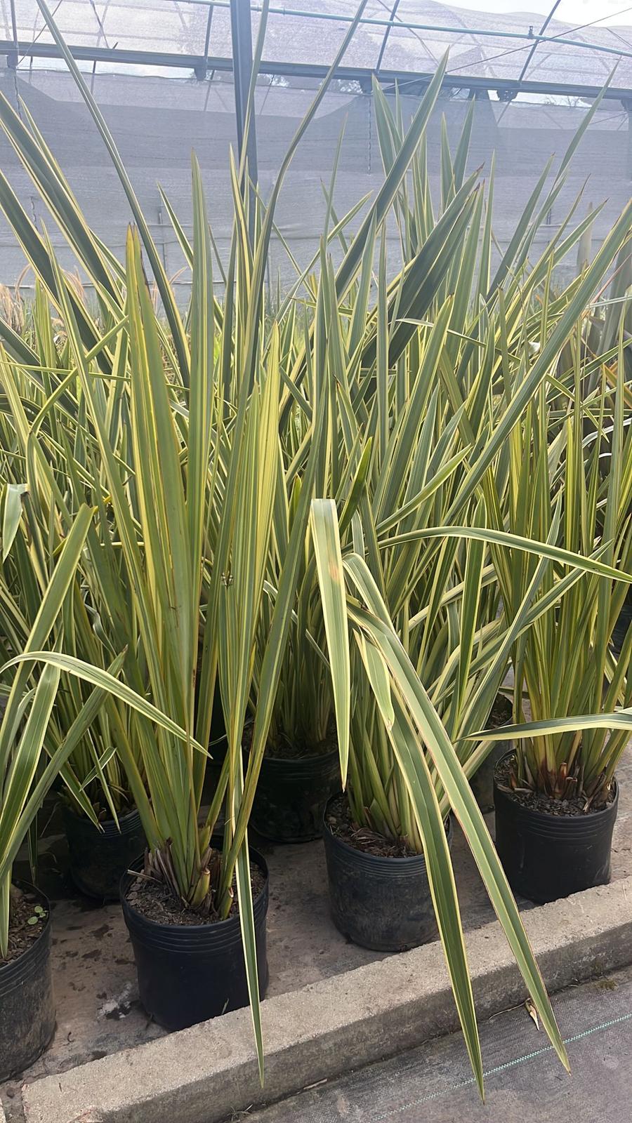 Formio variegado - mediano
