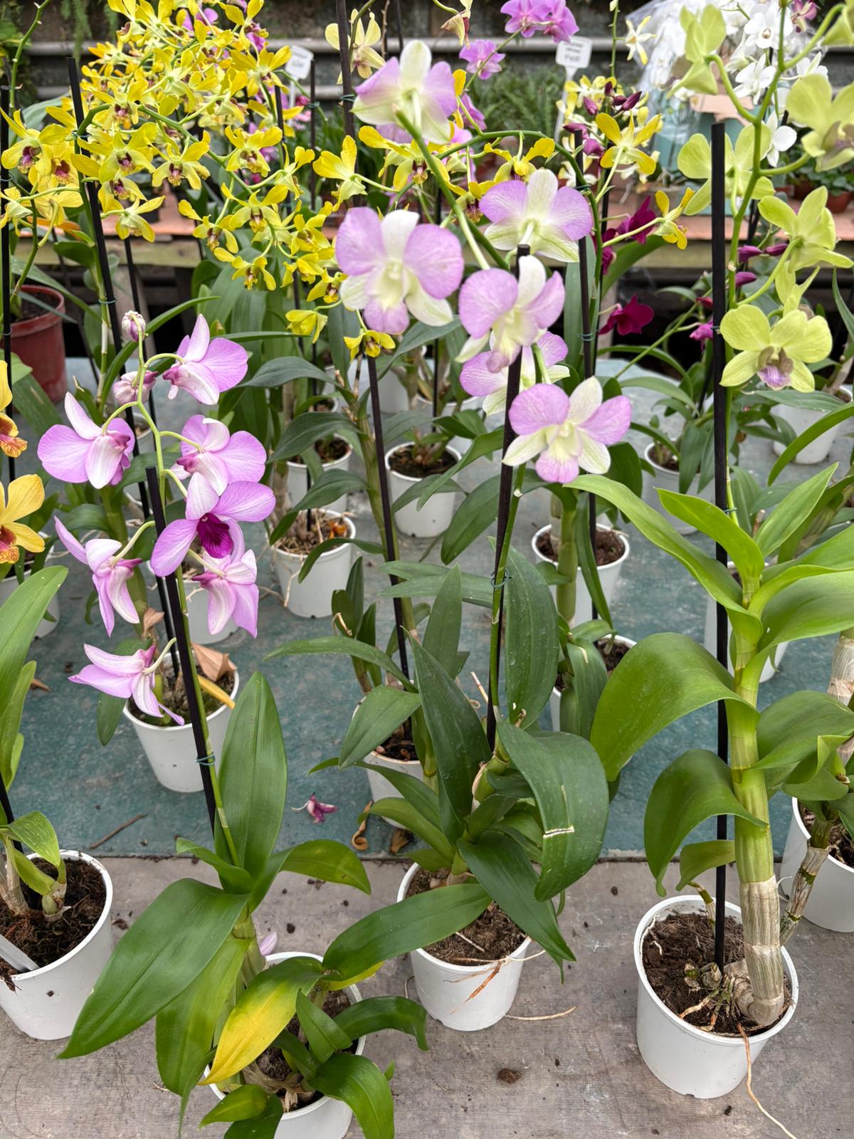 Hermosas Orquideas Denphal