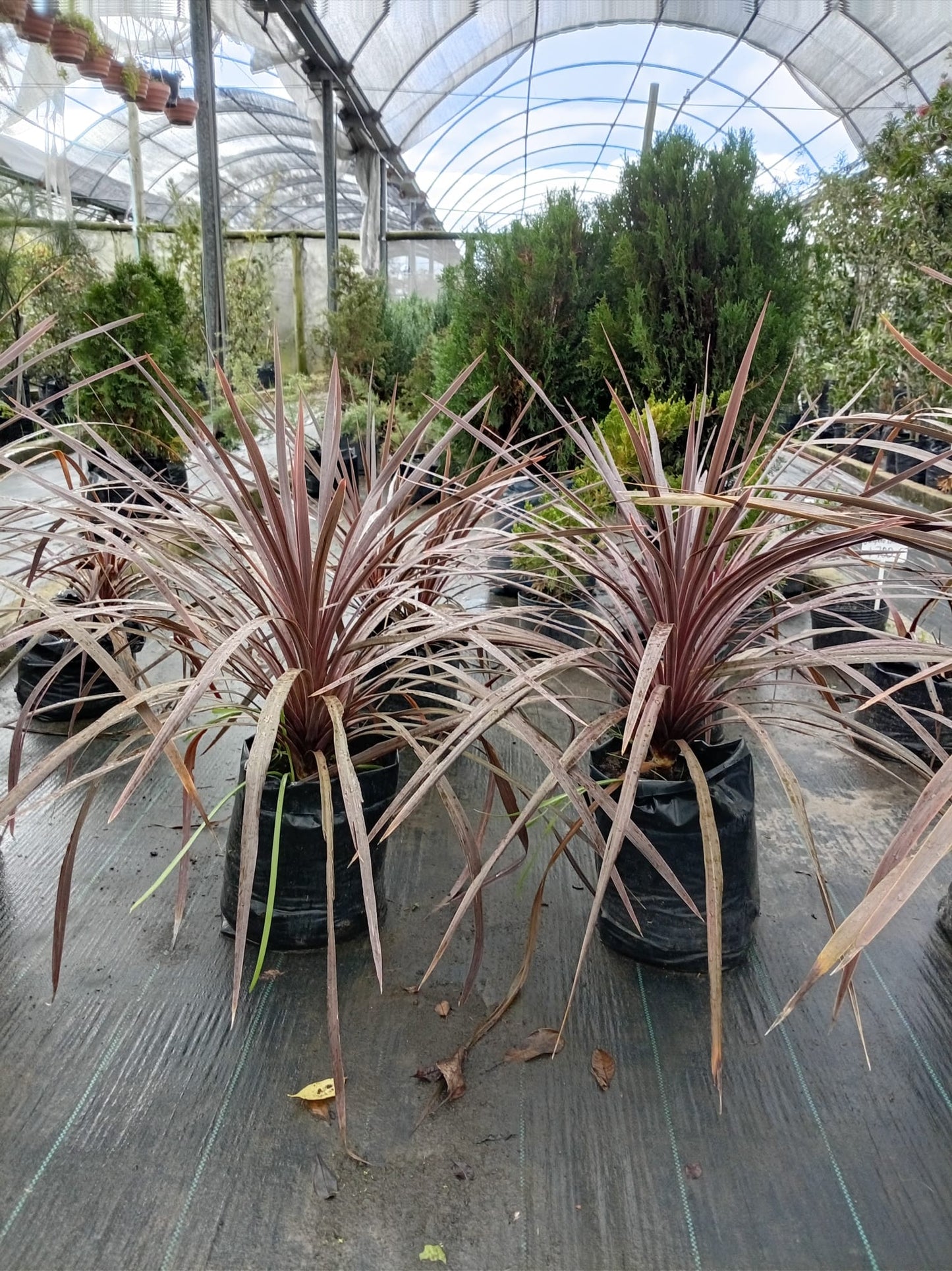 Dracena Morada – Planta Decorativa de Interior y Exterior Protegido