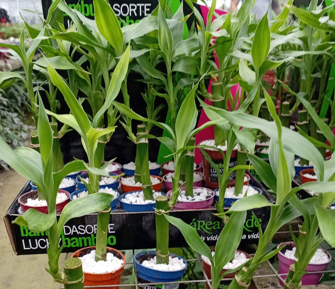 Bambú de la Suerte en Maceta – Planta de Interior Fácil de Cuidar