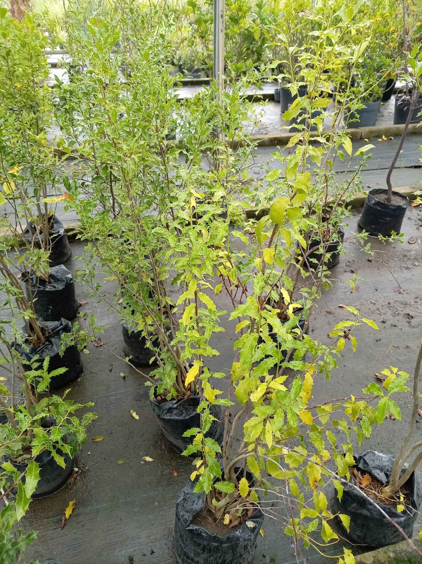 Congorosa – Planta Medicinal de Exterior