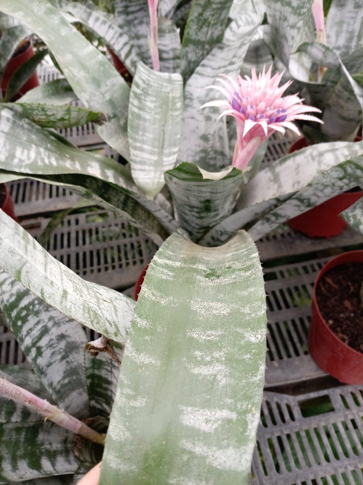 Bromelia Aechmea – Planta de Interior con Flor Exótica