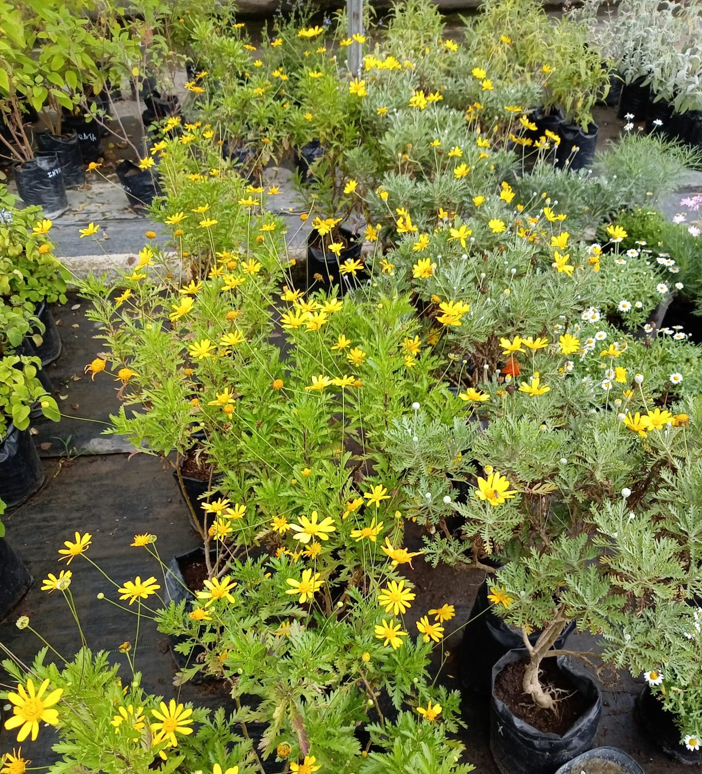 Euryops Margarita amarilla – Planta de Exterior con Flor