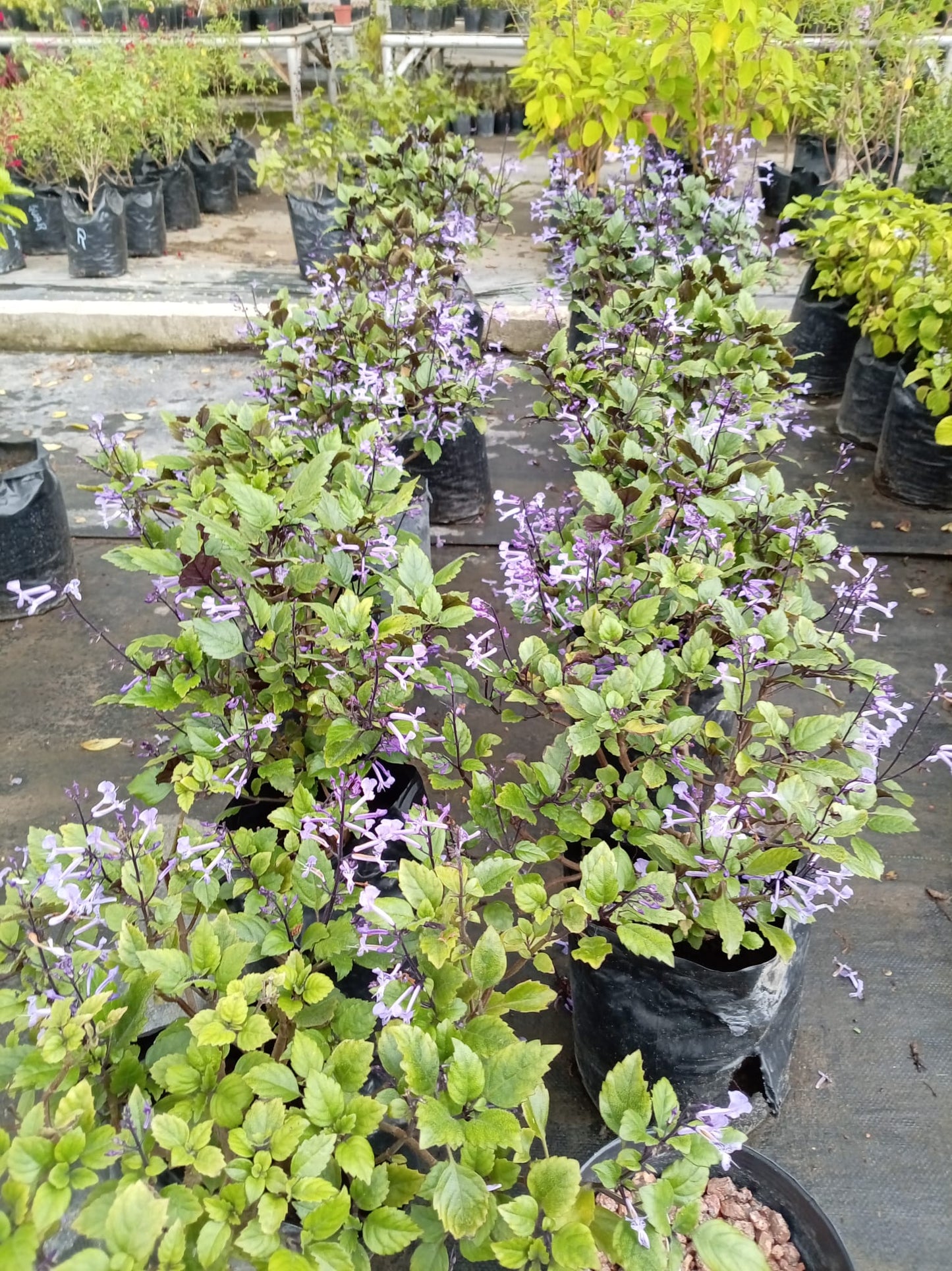 Plectranthus Velvet – Planta de Follaje Aterciopelado