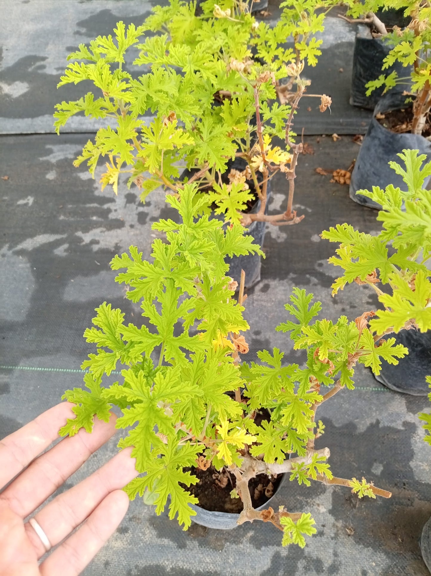 Citronella – Aromática para Exterior y Mosquitos