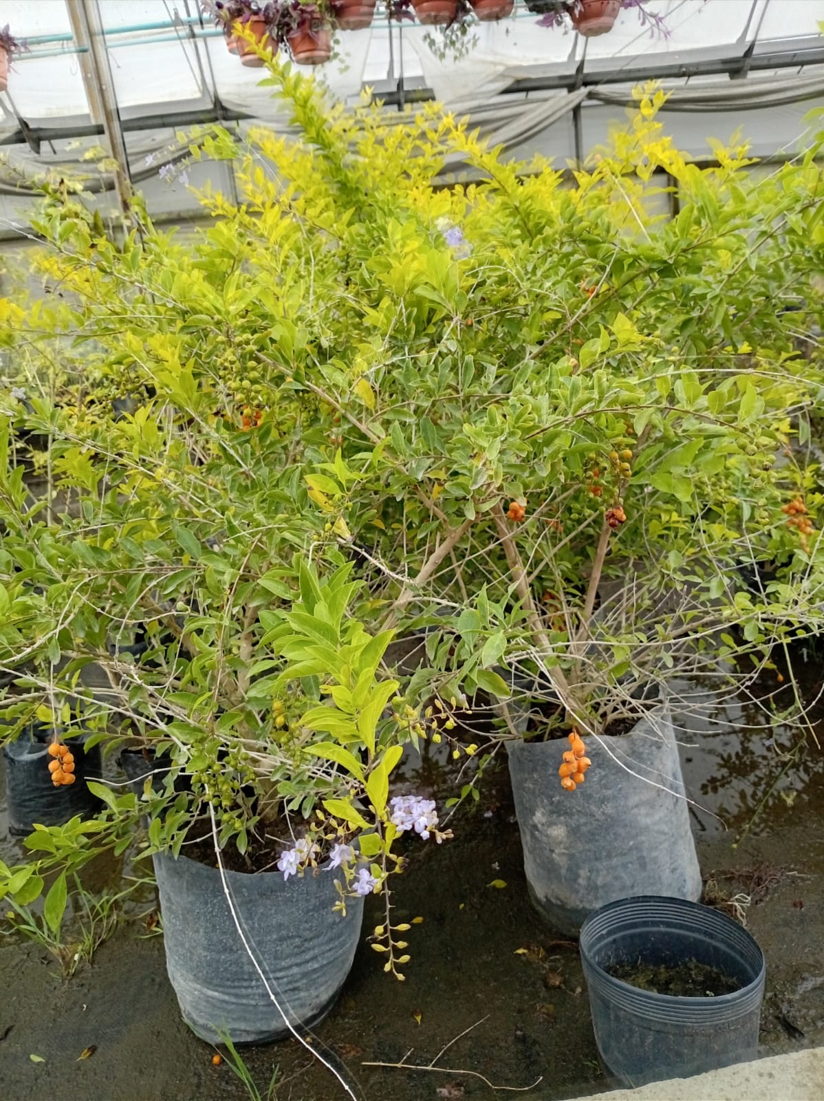Duranta – Arbusto de Exterior con Flor