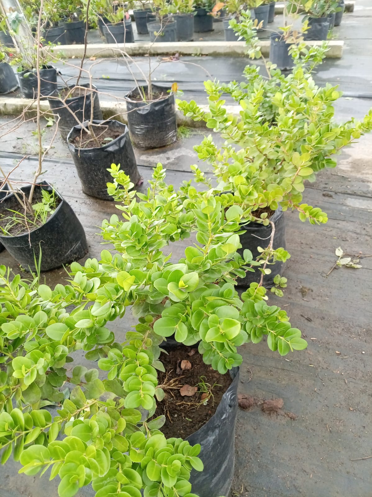 Carissa – Arbusto de Exterior con Flor