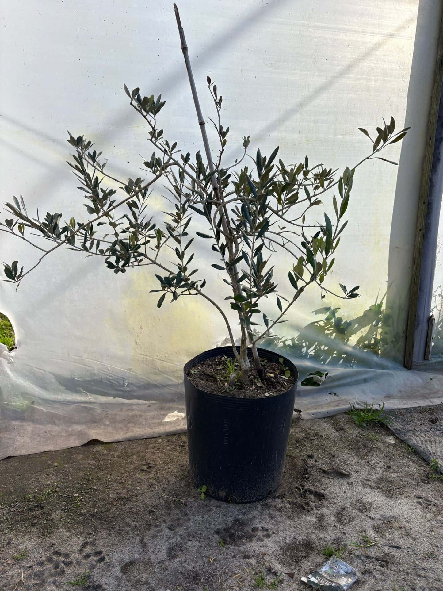 Olivo – El árbol milenario que decora con elegancia