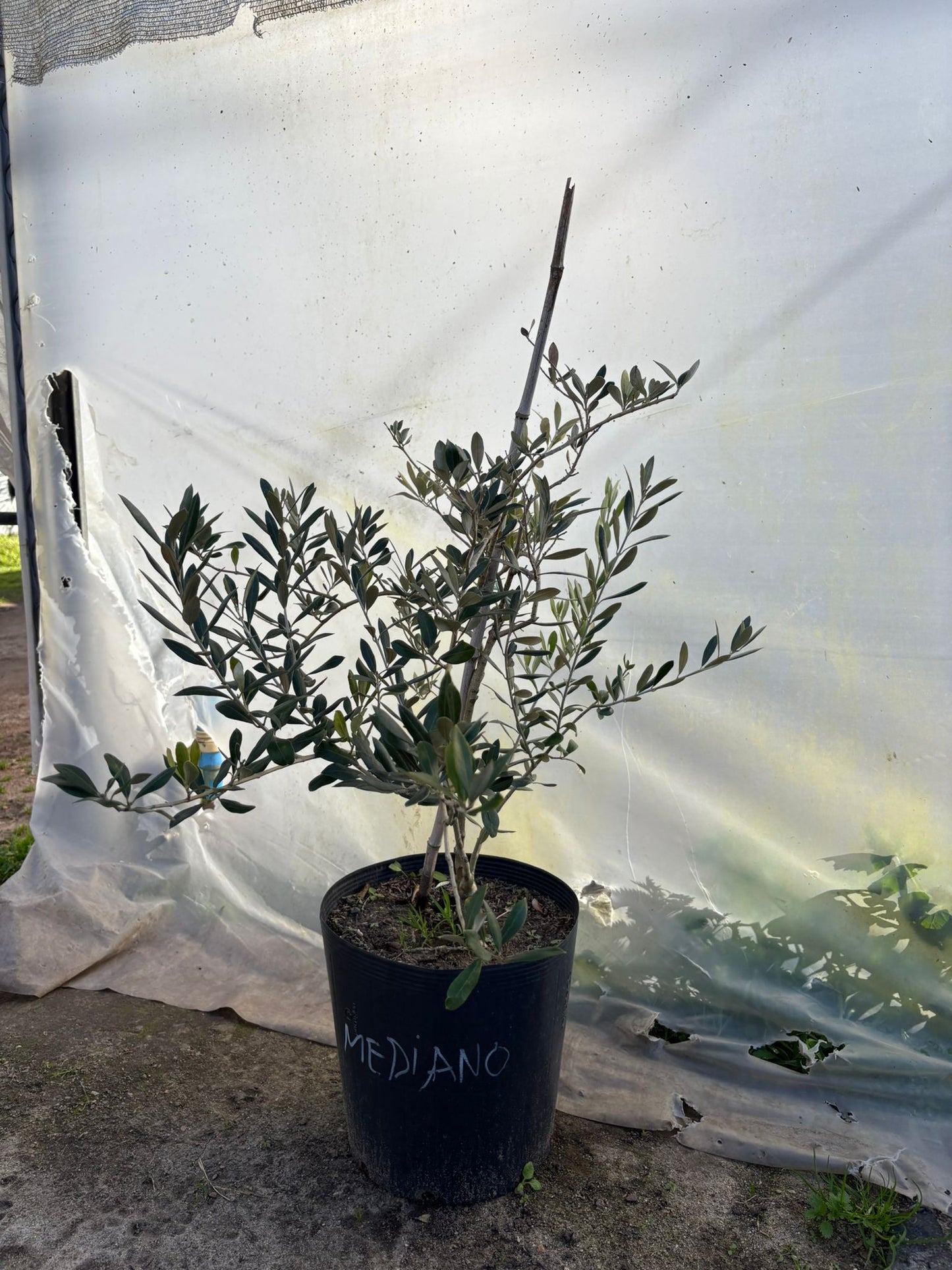 Olivo – El árbol milenario que decora con elegancia