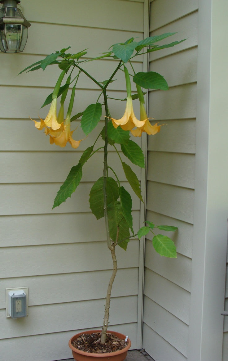 Trompeta del fuego