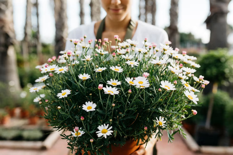 Margarita 🌼 – La flor clásica que alegra cualquier jardín