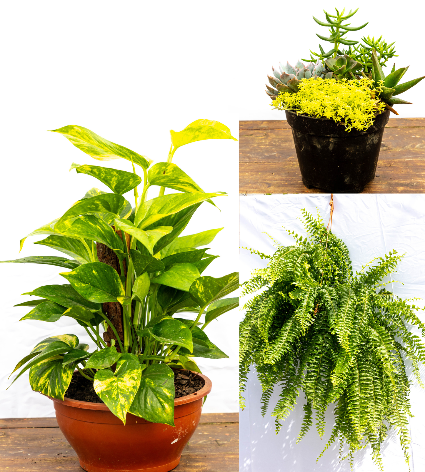 Pack “Mini Verde” – Tu primer paso al mundo de las plantas
