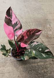 Philodendro Pink Princess – Un Toque de Elegancia y Exclusividad