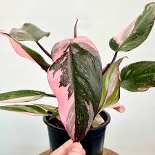 Philodendro Pink Princess – Un Toque de Elegancia y Exclusividad