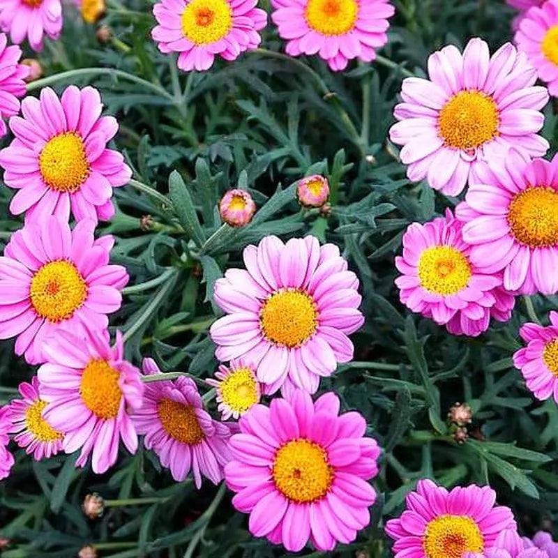 Margarita 🌼 – La flor clásica que alegra cualquier jardín